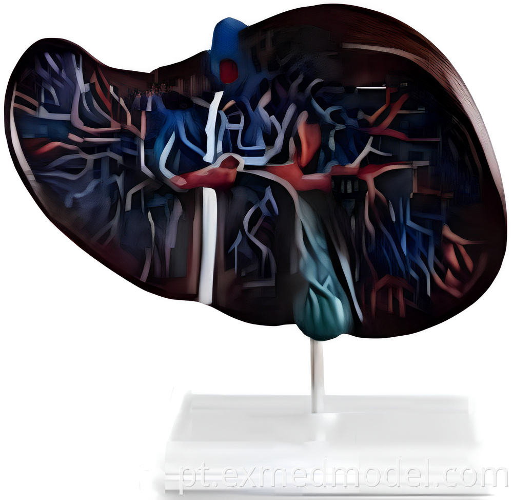 Liver Anatomy Training Model